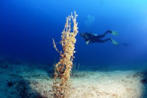 FETHİYE SCUBA DİVİNG