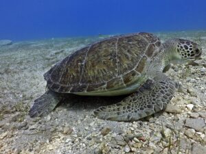 CMAS 1 Yıldız Dalıcı Eğitimi