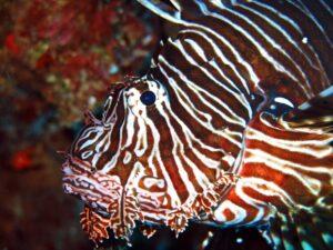 CMAS Dalış Merkezi Nedir