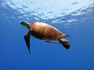 Fethiye PADI Başlangıç Kursu