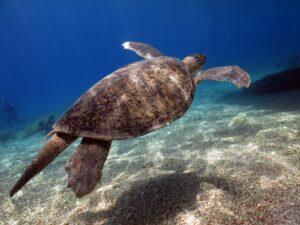 PADI Advanced Open Water Kursu