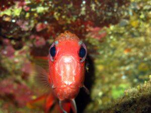 PADI Dalış Eğitimi Nedir