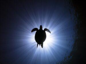 PADI Open Water Fiyat Türkiye 2026