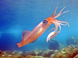 PADI Scuba Diving Course Price in Fethiye